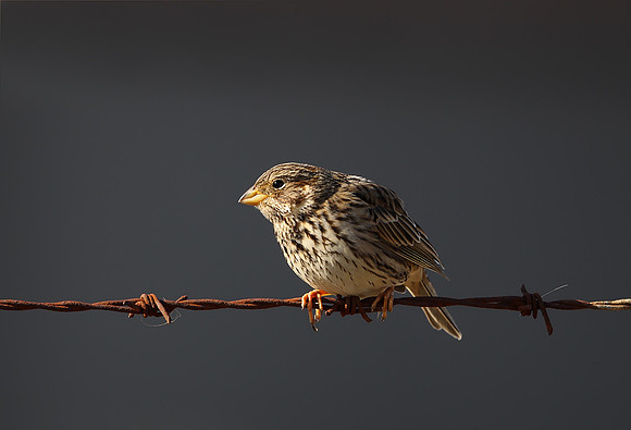 Corn Bunting