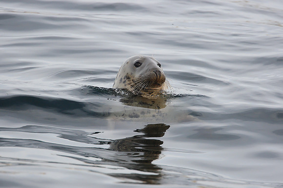 Grey Seal