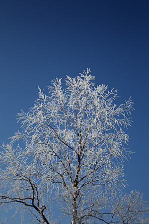 Hoar Frost