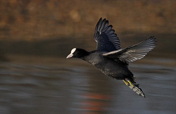 Coot