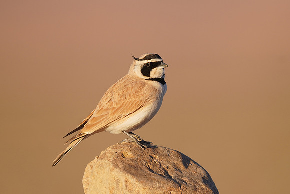 Temminck's Lark