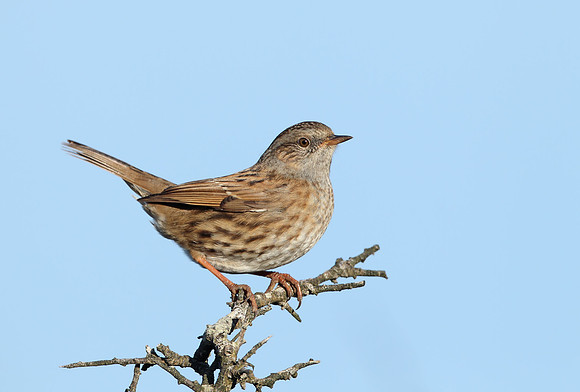 Dunnock