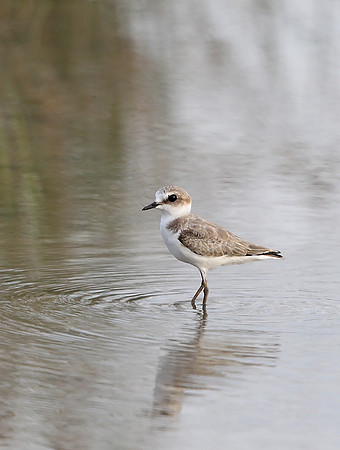 Kentish Plover