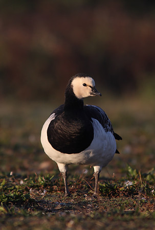 Barnacle Goose