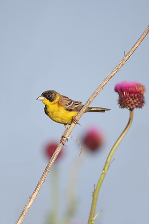 Black-headed Bunting