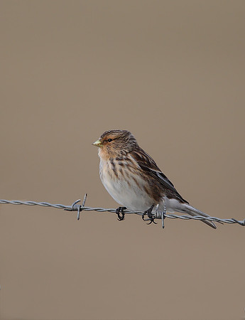 Twite