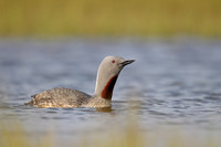Red-throated Diver
