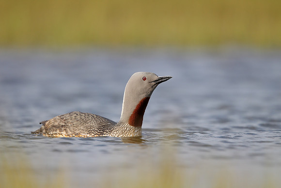 Red-throated Diver