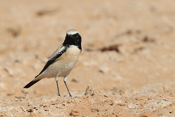 Desert Wheatear