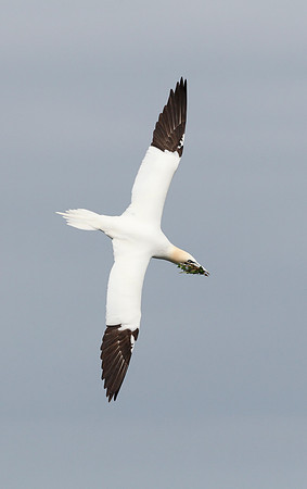 Gannet
