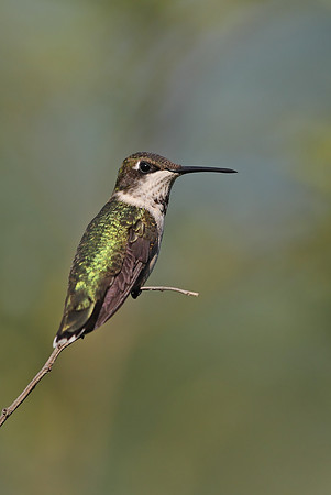 Black-chinned Hummingbird