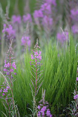 Willow Herb Robert