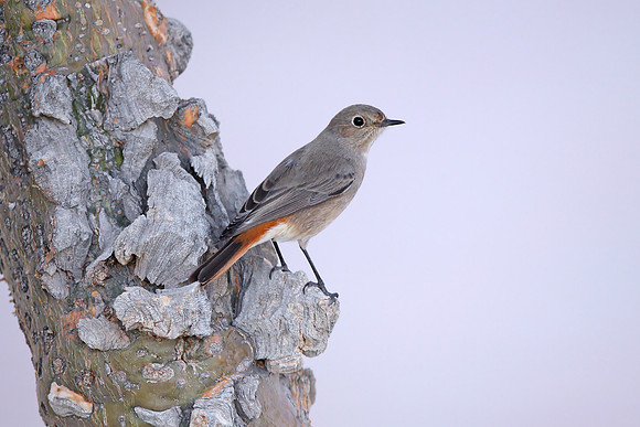 Black Redstart