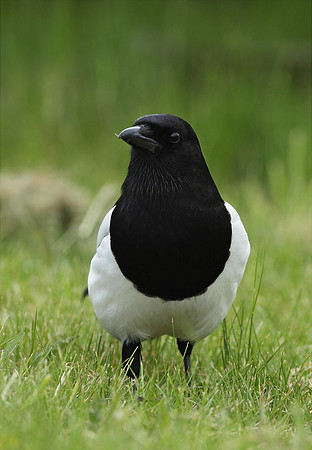 Magpie