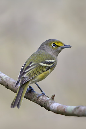 White-eyed Vireo