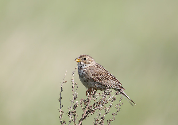 Corn Bunting