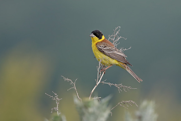 Black-headed Bunting