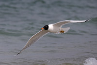 Pallas's Gull