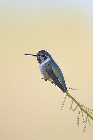 Costa's Hummingbird