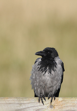 Hooded Crow