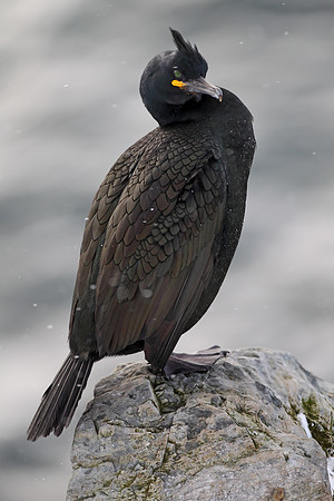 Shag