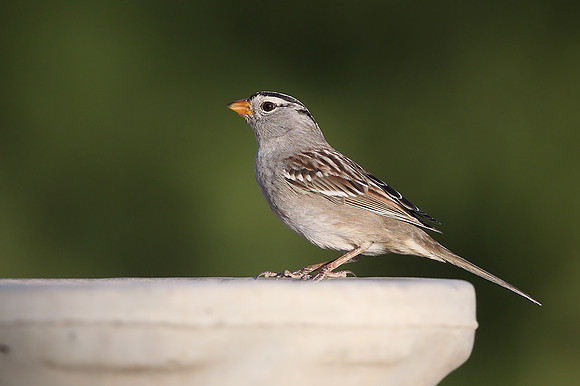White-crowned Sparrow