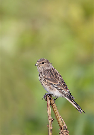 Twite