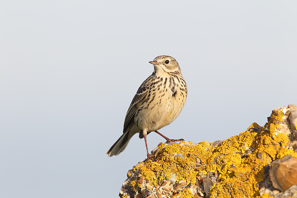 Meadow Pipit