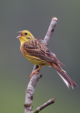 Yellowhammer