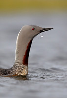 Red-throated Diver