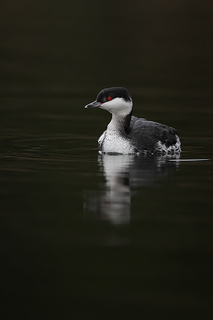 Slavonian Grebe