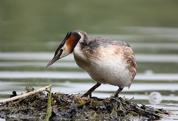 Great Crested Grebe