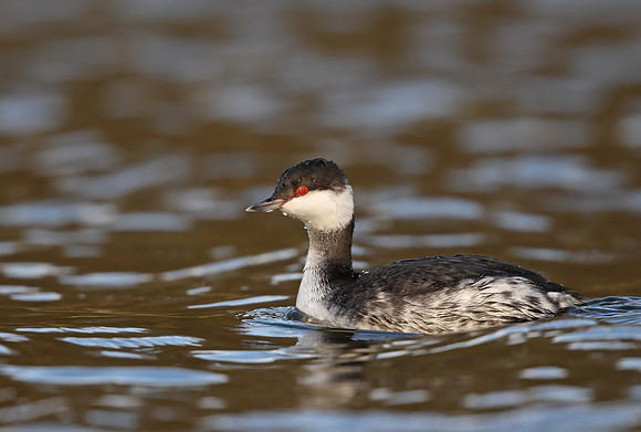 Slavonian Grebe