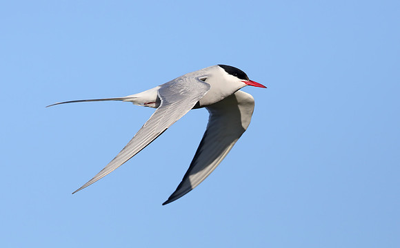 Arctic Tern