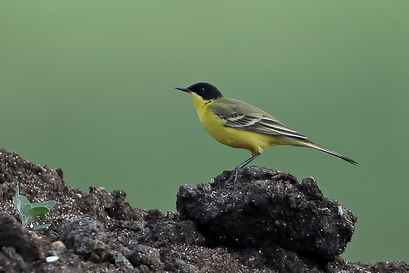 Black-headed Wagtail