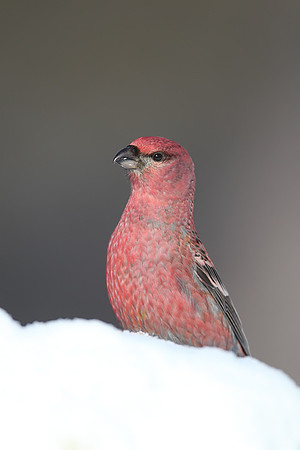 Pine Grosbeak