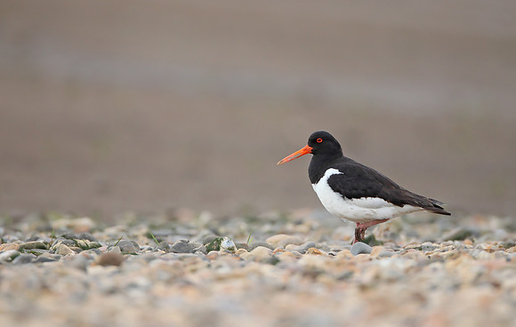 Oystercatcher