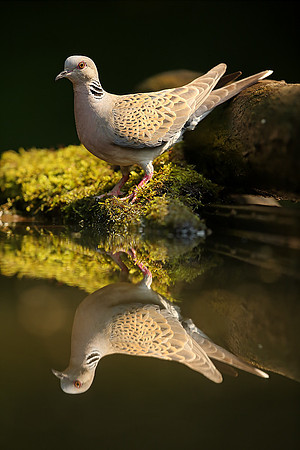 Turtle Dove