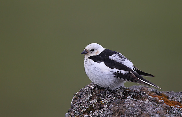 Snow Bunting