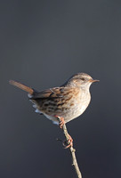 Dunnock