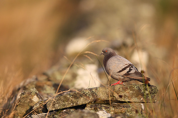 Rock Dove
