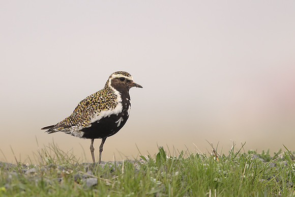 Golden Plover