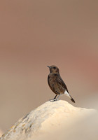 Black Wheatear