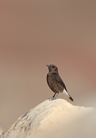 Black Wheatear