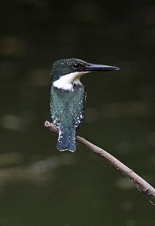 Green Kingfisher
