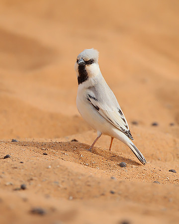Desert Sparrow