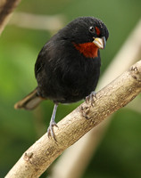Lesser Antillean Bullfinch
