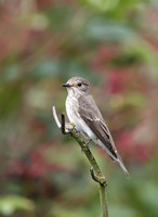 Spotted Flycatcher