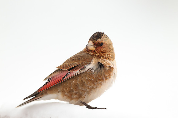 Crimson-winged Finch