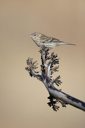 Atlantic Canary